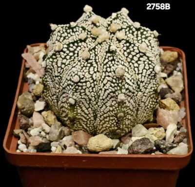 Astrophytum hybrid [Coah X `SK`] (8x8)-2758B