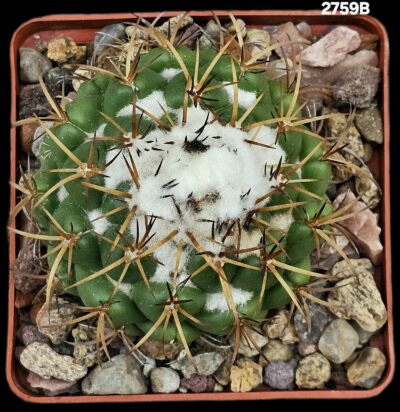 Coryphantha elephantidens ssp. Greenwoodii (8x8)-2759B - Зображення 2