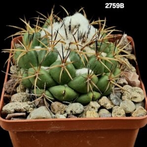 Coryphantha elephantidens ssp. Greenwoodii (8x8)-2759B