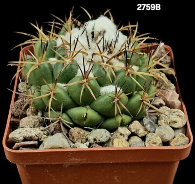 Coryphantha elephantidens ssp. Greenwoodii (8x8)-2759B