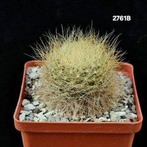 Sulcorebutia swobodae - HS 27 (8x8)-2761B