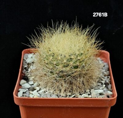 Sulcorebutia swobodae - HS 27 (8x8)-2761B