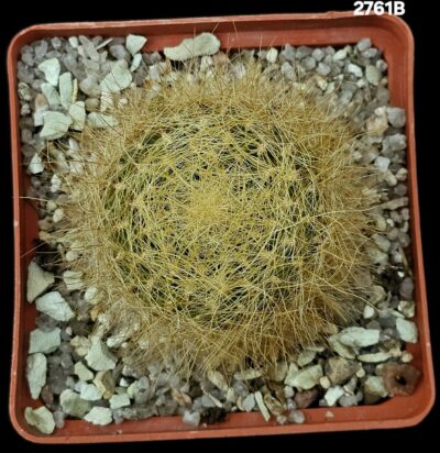 Sulcorebutia swobodae - HS 27 (8x8)-2761B - Зображення 2