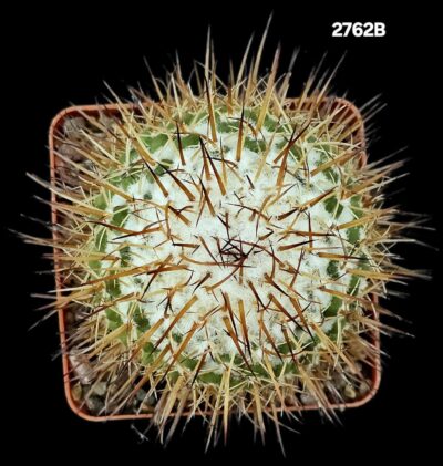 Mammillaria petersonii (7x7)-2762B - Зображення 2