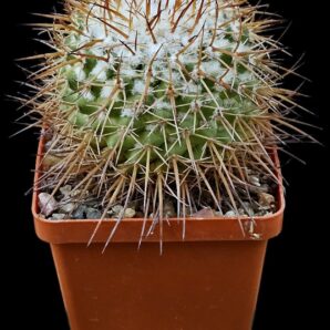 Mammillaria petersonii (7x7)-2762B
