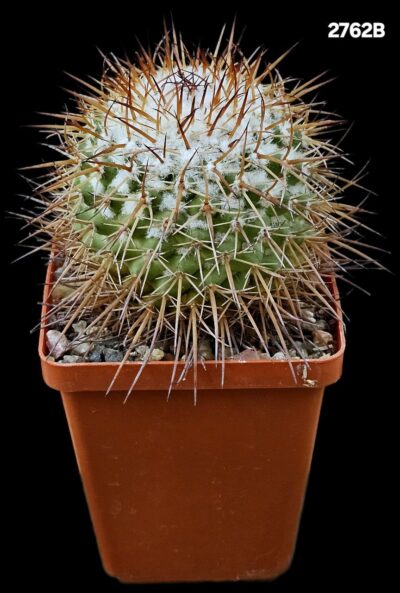 Mammillaria petersonii (7x7)-2762B