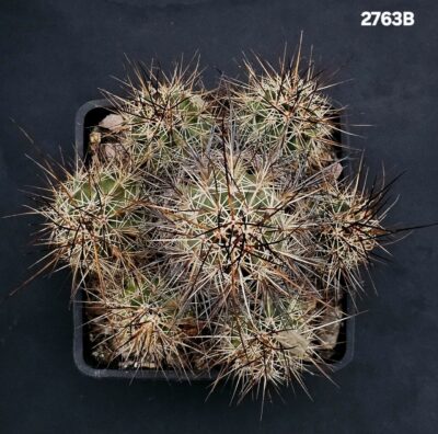 Echinocereus ferreirianus -SB 1658 (11x11)-2763B - Зображення 2