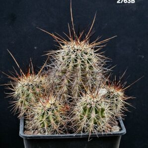 Echinocereus ferreirianus -SB 1658 (11x11)-2763B
