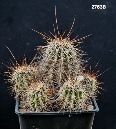Echinocereus ferreirianus -SB 1658 (11x11)-2763B