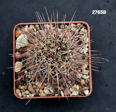 Echinocereus fendleri -SB 51 (7x7)-2765B - Зображення 2