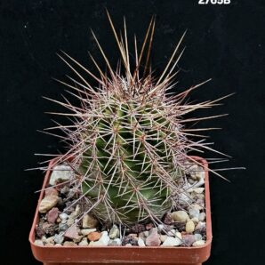 Echinocereus fendleri -SB 51 (7x7)-2765B