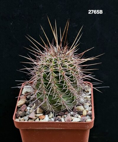 Echinocereus fendleri -SB 51 (7x7)-2765B