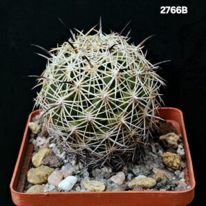 Coryphantha cornifera -SB 44 (8x8)-2766B