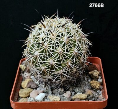Coryphantha cornifera -SB 44 (8x8)-2766B