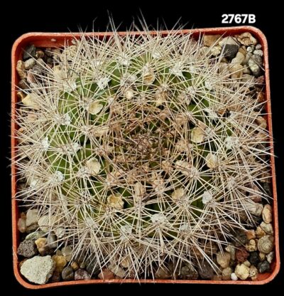 Weingartia sp., -HS 158 (8x8)-2767B - Зображення 2