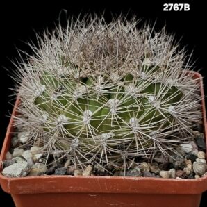 Weingartia sp., -HS 158 (8x8)-2767B