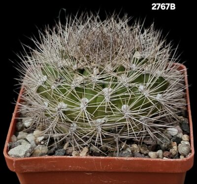 Weingartia sp., -HS 158 (8x8)-2767B