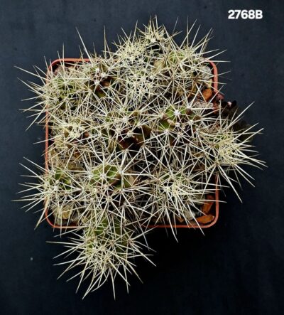 Echinocereus maritimus -SB1648 (8x8)-2768B - Зображення 2