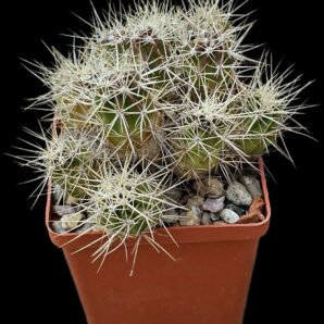 Echinocereus maritimus -SB1648 (8x8)-2768B
