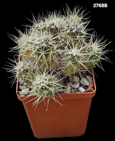 Echinocereus maritimus -SB1648 (8x8)-2768B