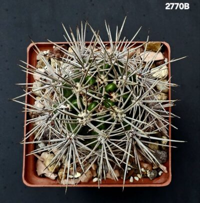 Gymnocalycium horridispinum fa. Longispinum –MG (10x10)- 2770B - Зображення 2