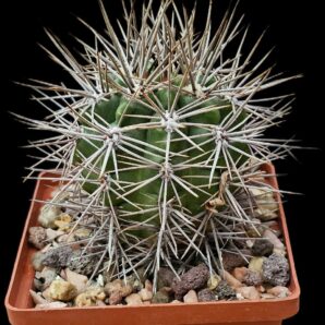 Gymnocalycium horridispinum fa. Longispinum –MG (10x10)- 2770B