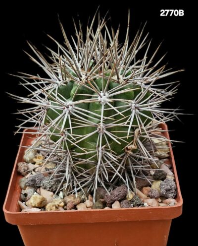 Gymnocalycium horridispinum fa. Longispinum –MG (10x10)- 2770B