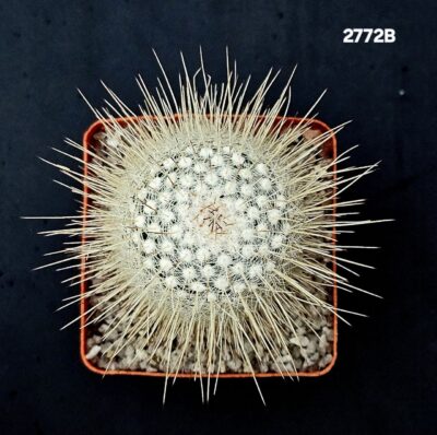 Mammillaria geminispina var. nobilis (7x7)-2772B - Зображення 2