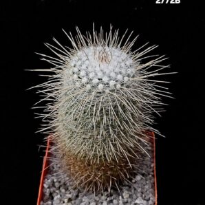 Mammillaria geminispina var. nobilis (7x7)-2772B