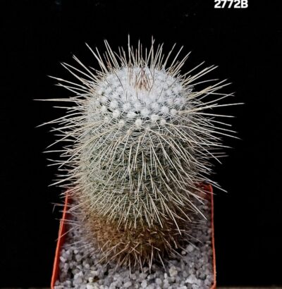Mammillaria geminispina var. nobilis (7x7)-2772B