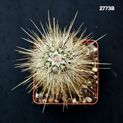 Echinocereus enneacanthus -SB 700 (8x8)-2773B - Зображення 2
