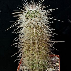 Echinocereus enneacanthus -SB 700 (8x8)-2773B