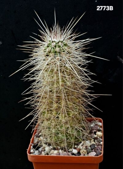 Echinocereus enneacanthus -SB 700 (8x8)-2773B