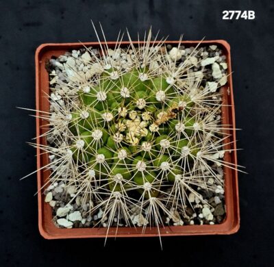 Gymnocalycium chacoense -Santa Crus, MG (10x10)-2774B - Зображення 2