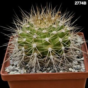 Gymnocalycium chacoense -Santa Crus, MG (10x10)-2774B
