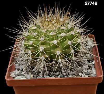 Gymnocalycium chacoense -Santa Crus, MG (10x10)-2774B