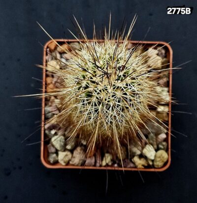 Echinocereus apachensis -MN 149 (8x8)-2775B - Зображення 2