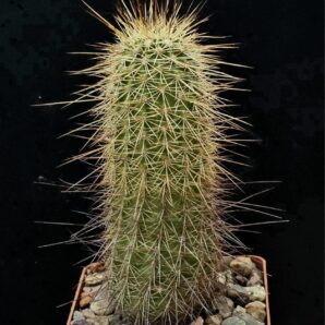 Echinocereus apachensis -MN 149 (8x8)-2775B