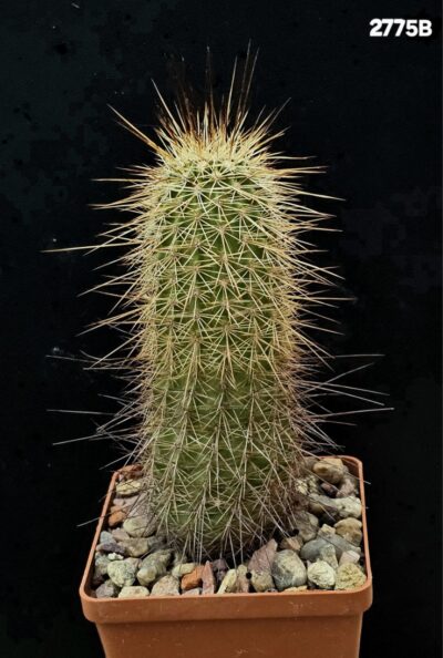 Echinocereus apachensis -MN 149 (8x8)-2775B