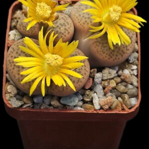 Lithops fulviceps -C 221 (3h)(5x5)-2776(221)