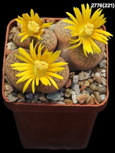 Lithops fulviceps -C 221 (3h)(5x5)-2776(221)