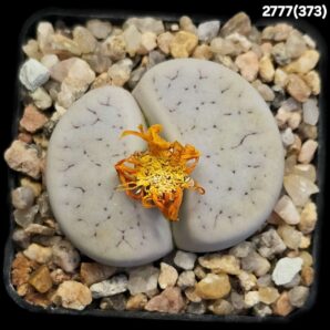 Lithops gracilidelineata (syn. streyi) -C 373 (5x5)-2777(373)