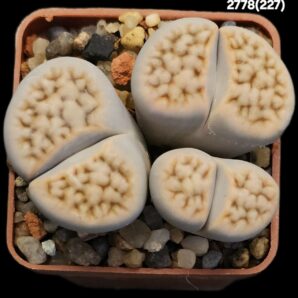 Lithops karasmontana (syn. jacobseniana) -C 227 (3h)(5x5)- 2778(227)