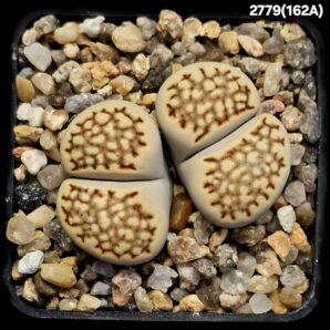 Lithops julii var. fulleri -C 162A , FH (2h)(5x5)-2779(162A)