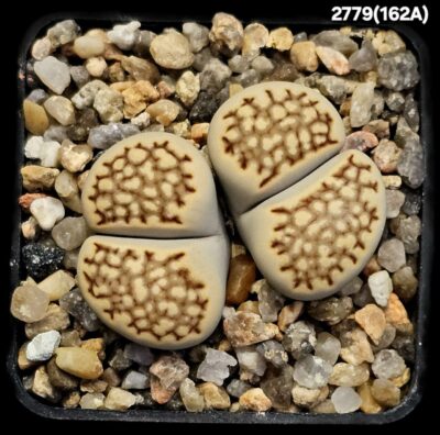 Lithops julii var. fulleri -C 162A , FH (2h)(5x5)-2779(162A)