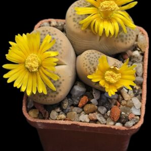 Lithops fulviceps -C 220 (3h)(5x5)-2780(220)