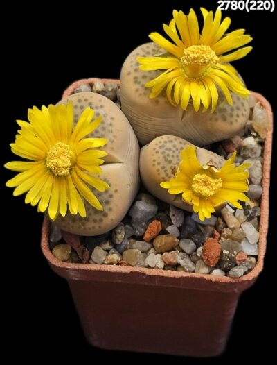 Lithops fulviceps -C 220 (3h)(5x5)-2780(220)