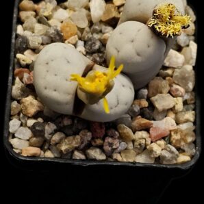 Lithops ruschiorum - C 101 (2h)(5x5)-2781(101)