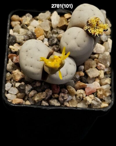 Lithops ruschiorum - C 101 (2h)(5x5)-2781(101)