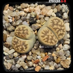 Lithops karasmontana `Signalberg form` (typ B) -C 65A (2h)(5x5)-2783(65A-B)